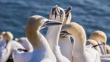 巴音郭楞蒙古最新的高价找中介取公积金违法吗方法分享(巴音郭楞蒙古中介取公积金怎么收费教程)