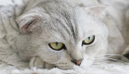 巴音郭楞蒙古最新的高价医保个人账户余额微信查询方法分享(巴音郭楞蒙古医保查询个人账户明细怎么查微信教程)