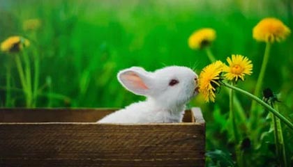 巴音郭楞蒙古最新的高价找中介取公积金违法吗方法分享(巴音郭楞蒙古中介取公积金怎么收费教程)